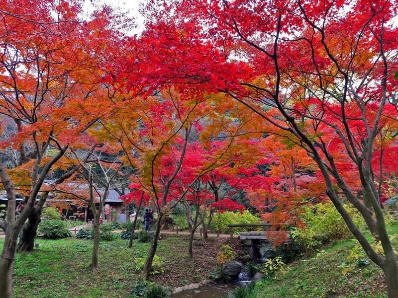 横浜の紅葉スポット「三溪園」2017年の見頃や楽しみ方