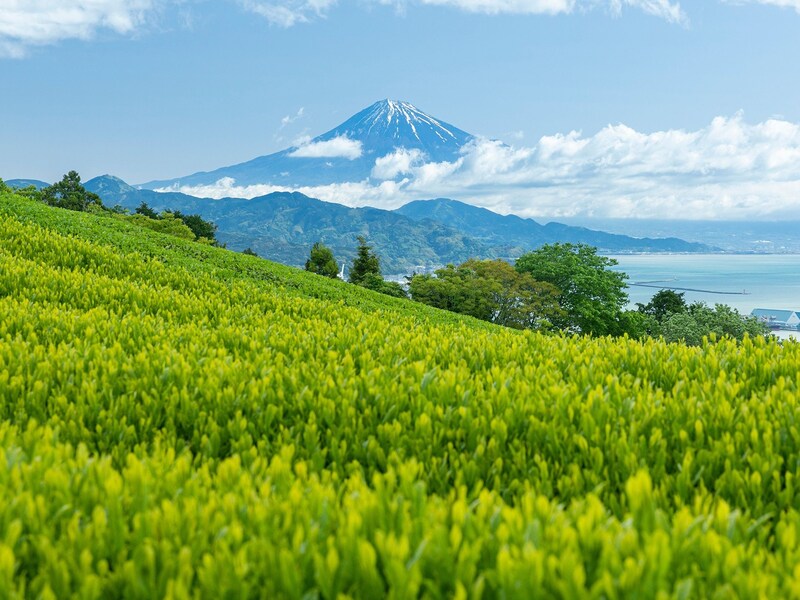 日本平からの富士山と茶畑