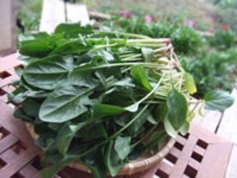 お金をかけずに健康な野菜を!