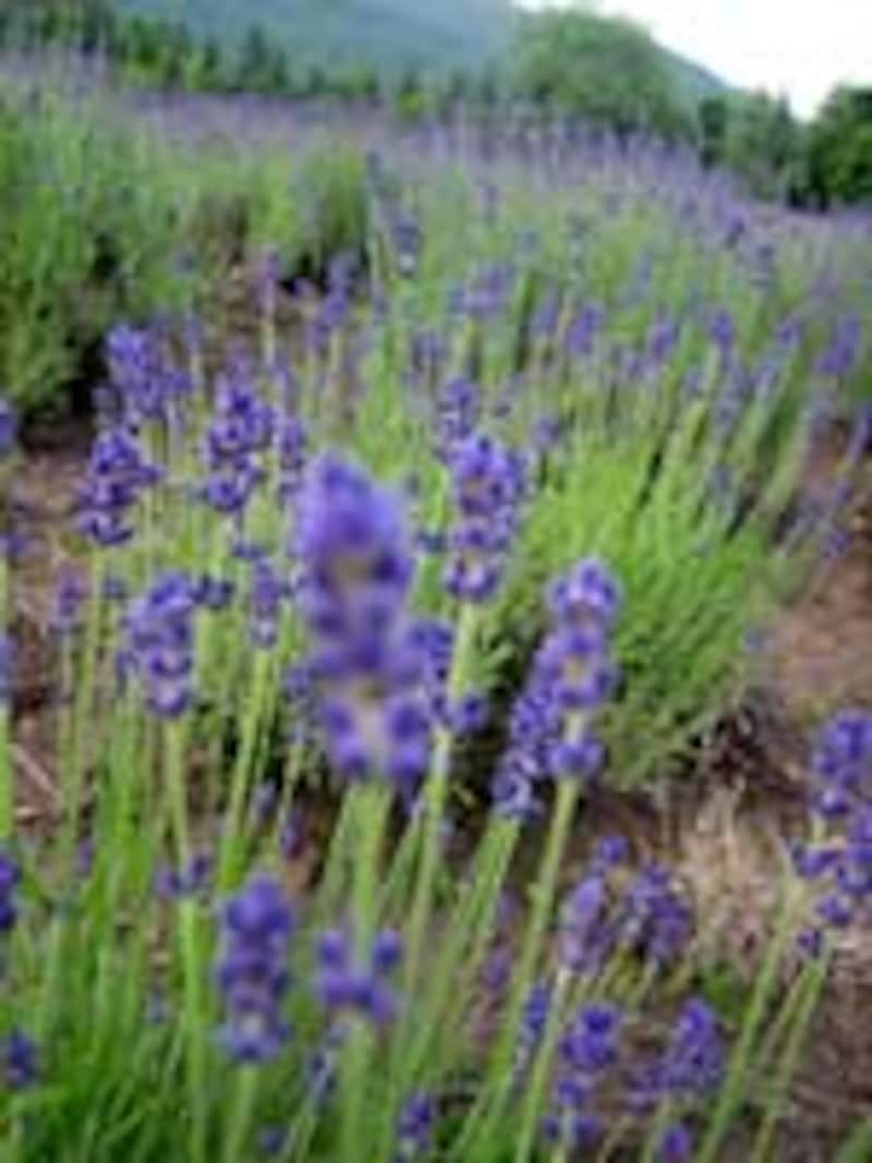 風が吹くとラベンダーのいい香りがふわり