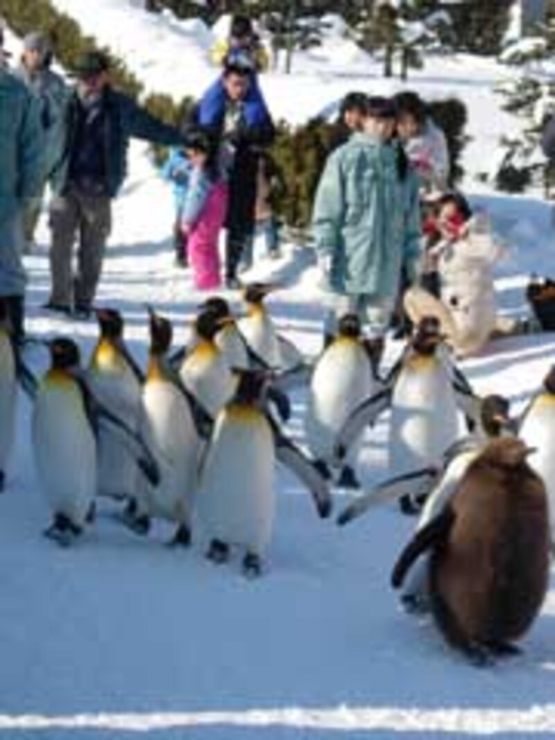 ヨチヨチ行進するキングペンギンは冬の風物詩
