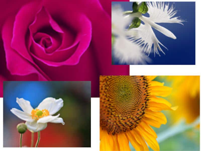 花や植物の写真素材 Web素材 All About