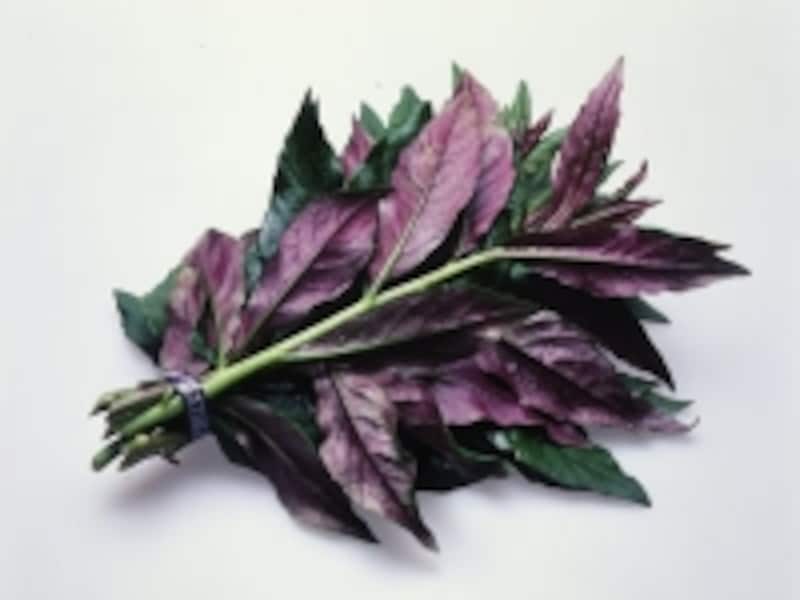 金時草。葉の裏は鮮やかな紫色