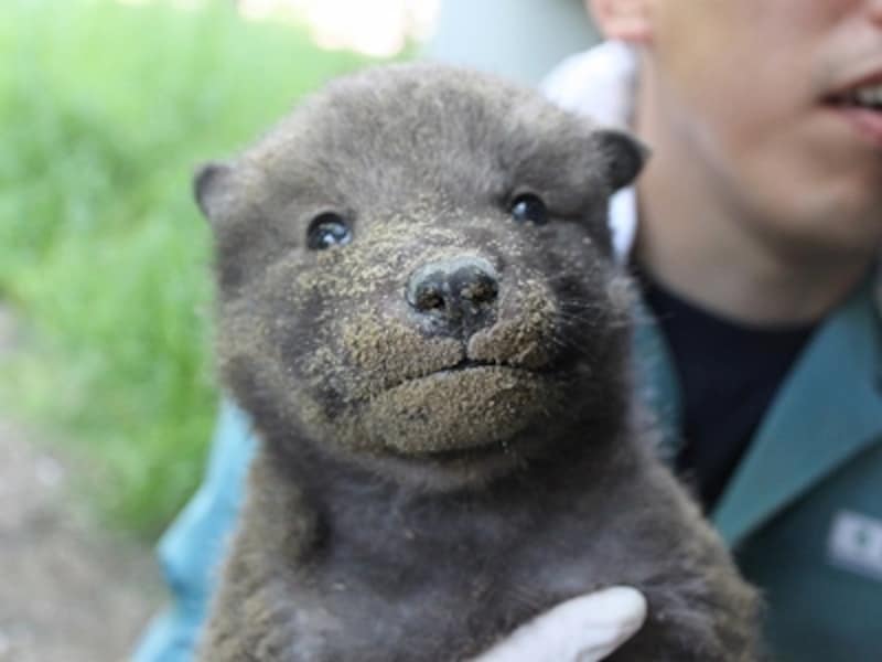 巣穴から出てきたオオカミの赤ちゃん……なんだかオオカミに見えませんね
