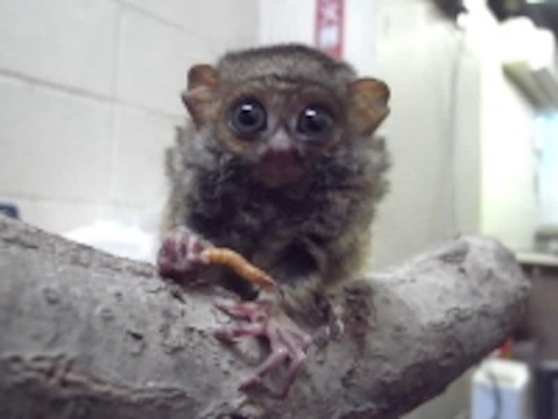 つぶらな瞳が魅力のメガネザルさん