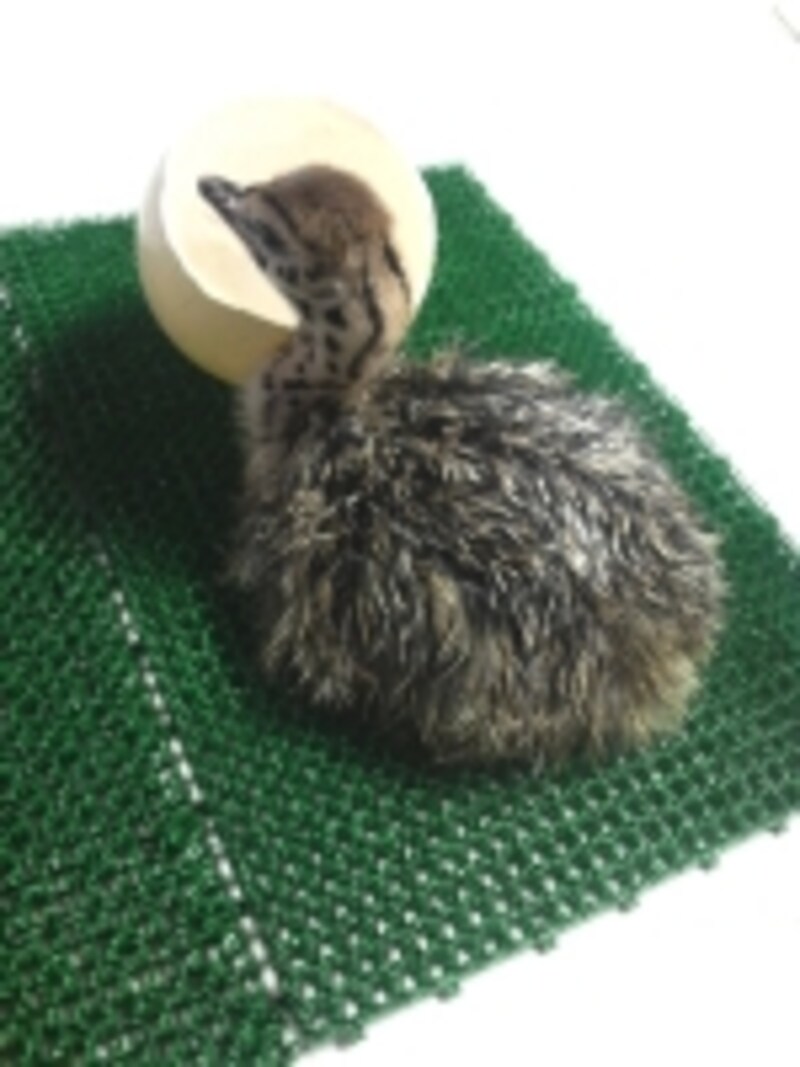 生まれたての「駝鳥」です