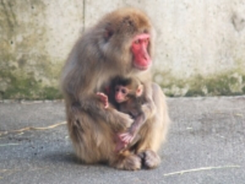 生後3日目くらいのサルの赤ちゃんです