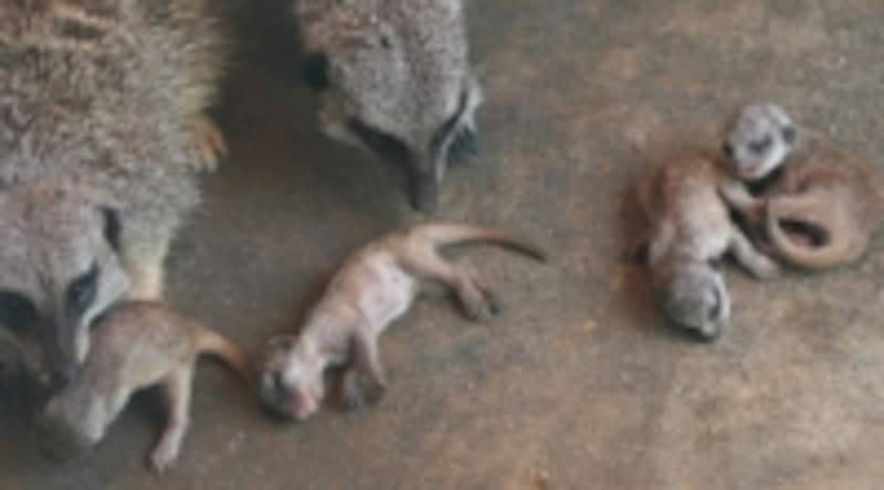 生まれたてのミーアキャット、その2