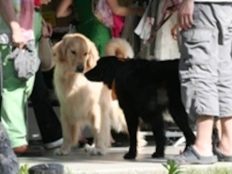 ワンちゃんにとってもパラダイス とにかく犬連れが多い