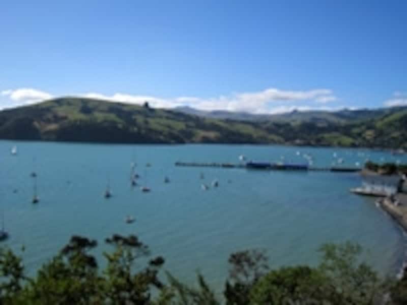 アカロアでイルカ観察ツアーも出来る