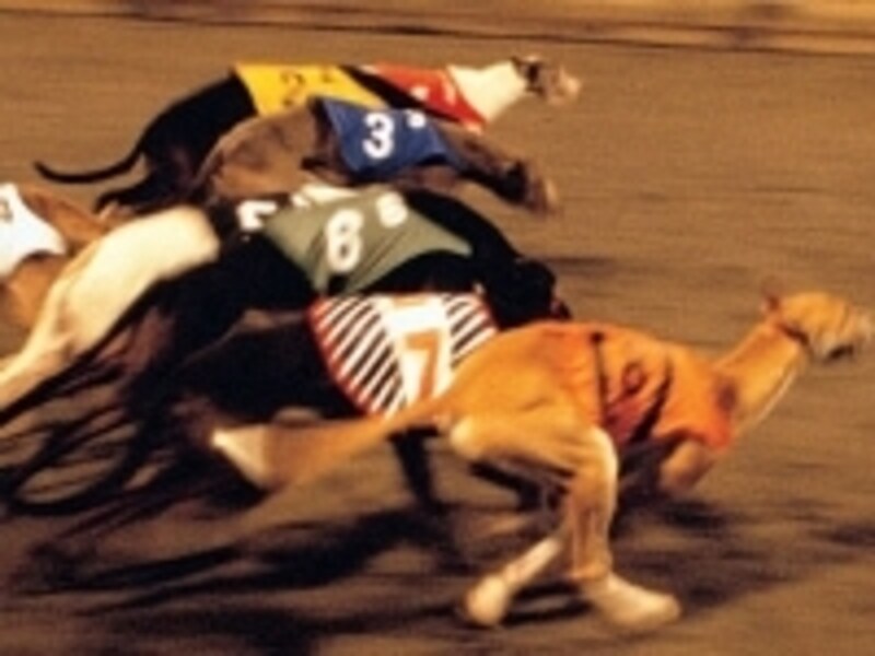 一生懸命ゴールへ向かって疾走するグレイハウンド犬