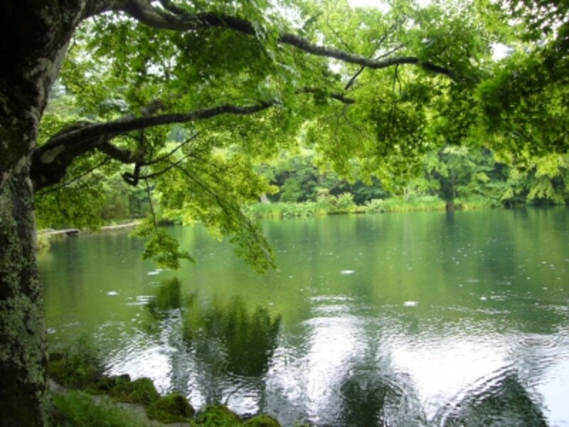 周囲の緑が湖面に写り込み、辺り一帯が萌黄色に染まる初夏の季節は、気持ちのいいもの。朝もやに包まれる早朝の散歩もおすすめです