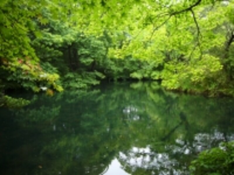 私の心を虜にした、手前の小さな池もぜひチェックを
