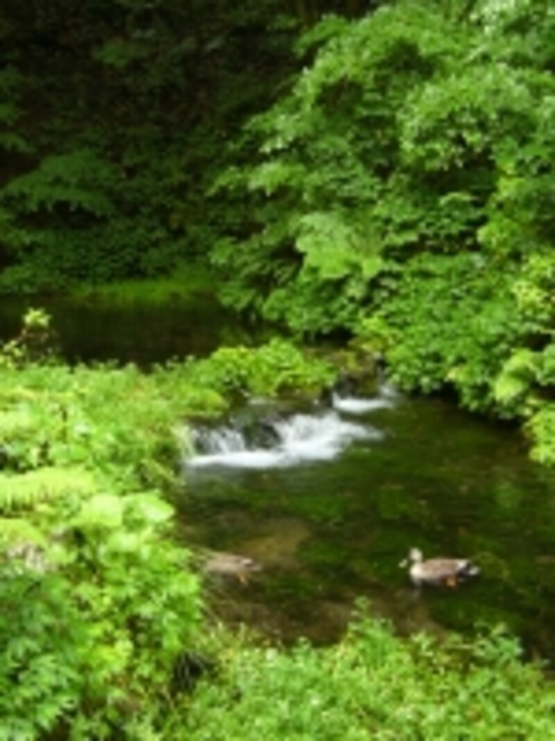 カルガモも水浴びを楽しむ、御膳水