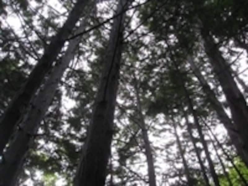 手入れの行き届いていない森は、木が生え放題で地面に光が差し込まない不健康な状態になってしまいます