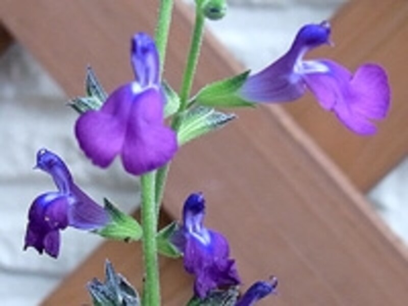 ブルーベリーカクテルの花