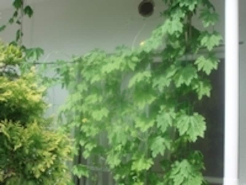 植物でカーテンを作ることにより省エネ効果が期待できるグリーンカーテン