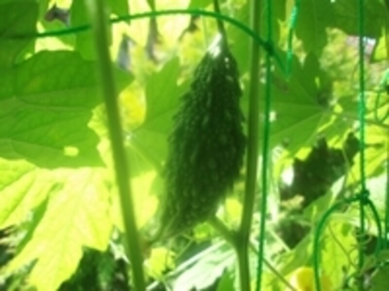 グリーンカーテンにお薦めのゴーヤ