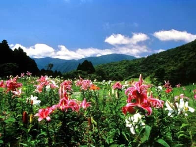 約1カ月に渡りさまざまな品種に出合える、夏期限定のゆり園