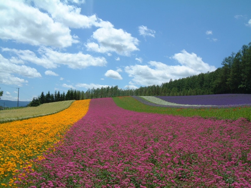 ファーム富田(2)/彩りの畑