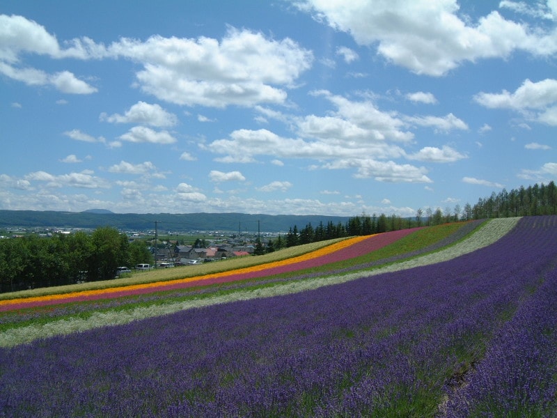 ファーム富田（5）／彩りの畑