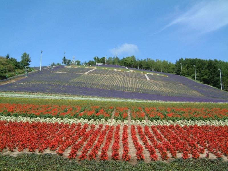 北星山ラベンダー園(中富良野町営ラベンダー園)