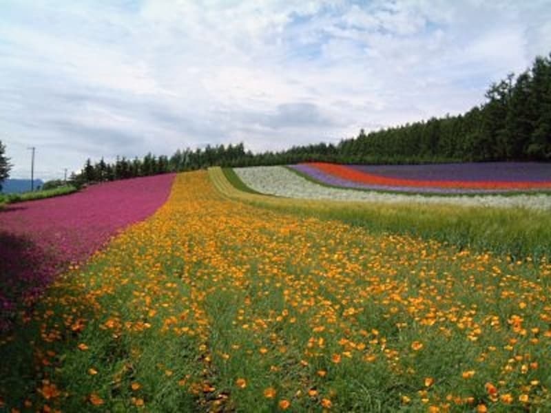 ファーム富田(1)/彩りの畑