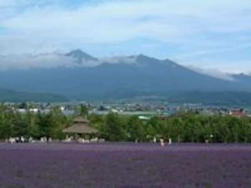 ファーム富田(2)/ラベンダー畑と十勝岳連峰