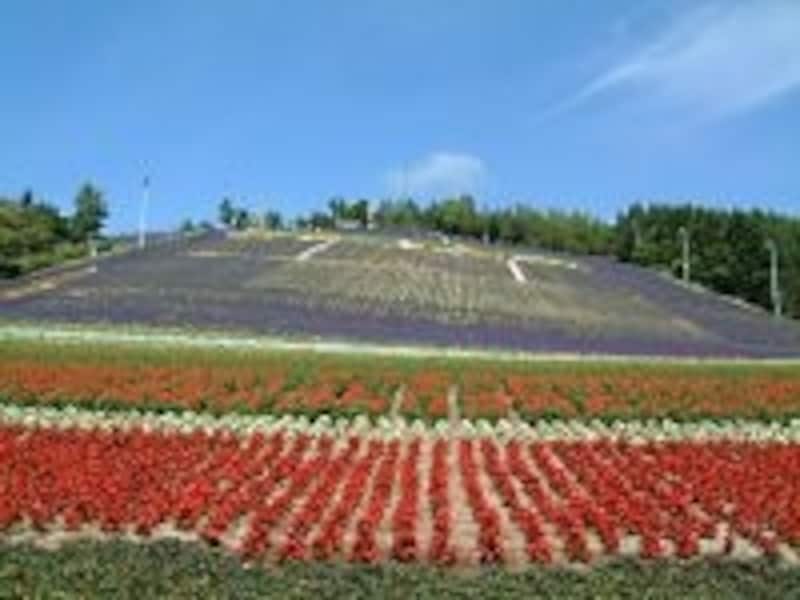 中富良野 町営ラベンダー園
