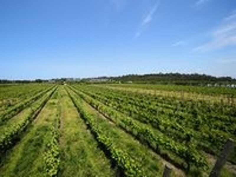 眼前に広がる広大なワイン畑。見るだけで癒し効果たっぷり