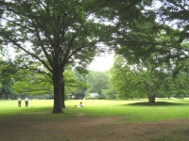 公園の中には川も流れているほどの広さ。巨木が多く、とても都内の光景とは思えない
