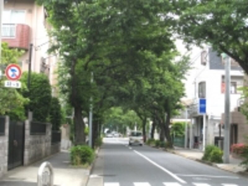 農地の多かった世田谷区には曲がりくねって方角が分かりにくい道が多いが、この辺りは逆にまっすぐな道ばかり。並木のある道も