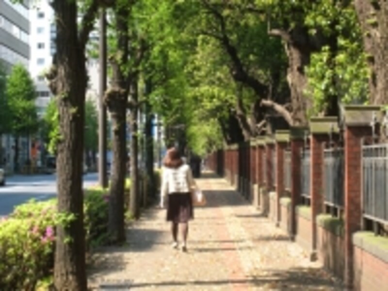東京大学沿いの歩道。新緑も美しいが、紅葉もまた美しく、絵になる