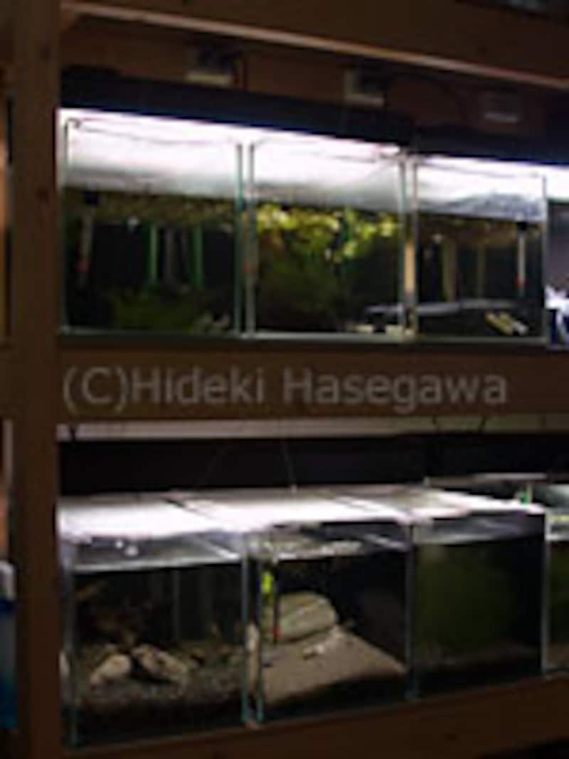 水槽の集中管理