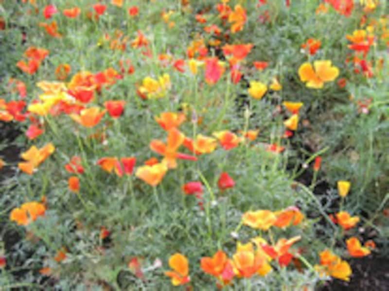 兄弟を上手に育てるコツは