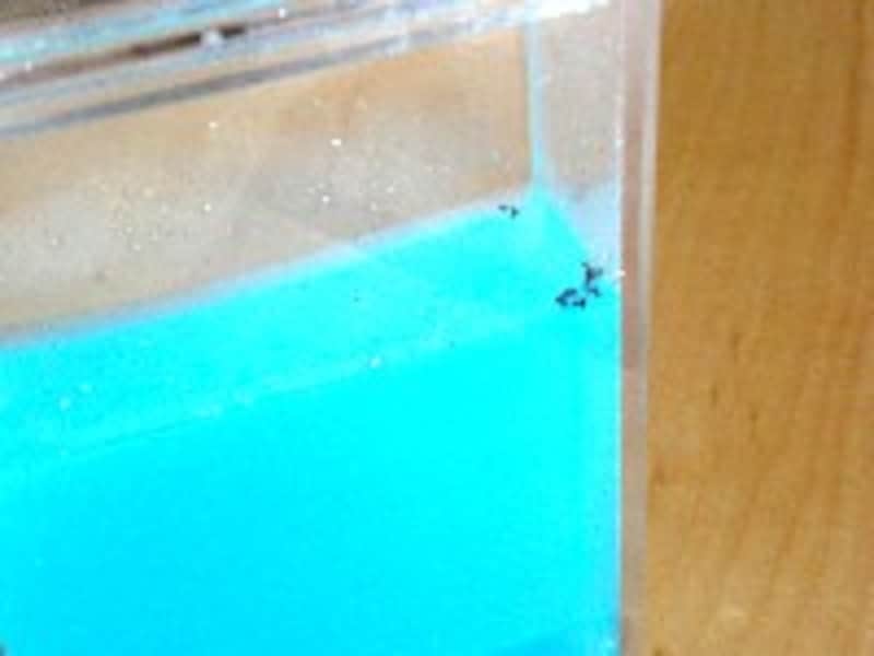 アントクアリウム で観察する アリの生活 アリを飼う 幼稚園 All About