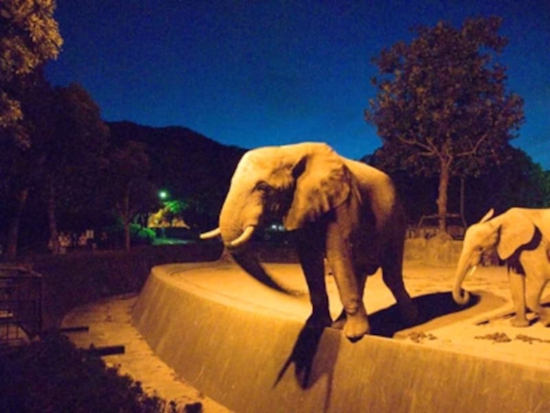 照明の中に映える安佐動物公園のゾウ