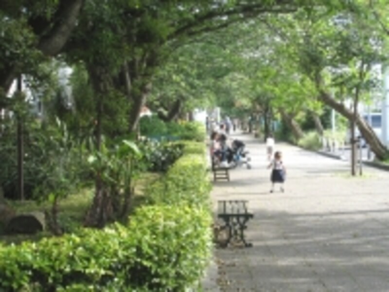 七里ガ浜プロムナード。並木の脇にはベンチがあり、子どもを連れたお母さんたちが多く集まっていた