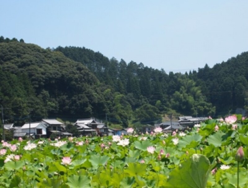 どこまでも広がる見事なハス田