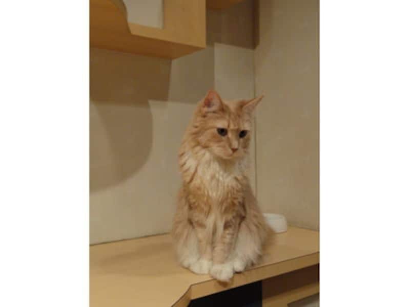 DSC-H55にて撮影。ISO400 F4.0 1/10秒。