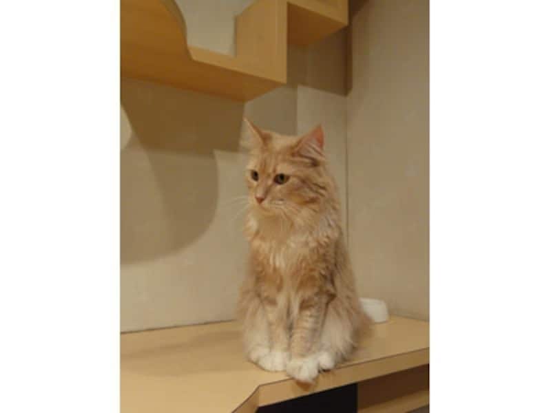 DSC-HX5Vにて撮影。ISO400 F4.0 1/13秒。