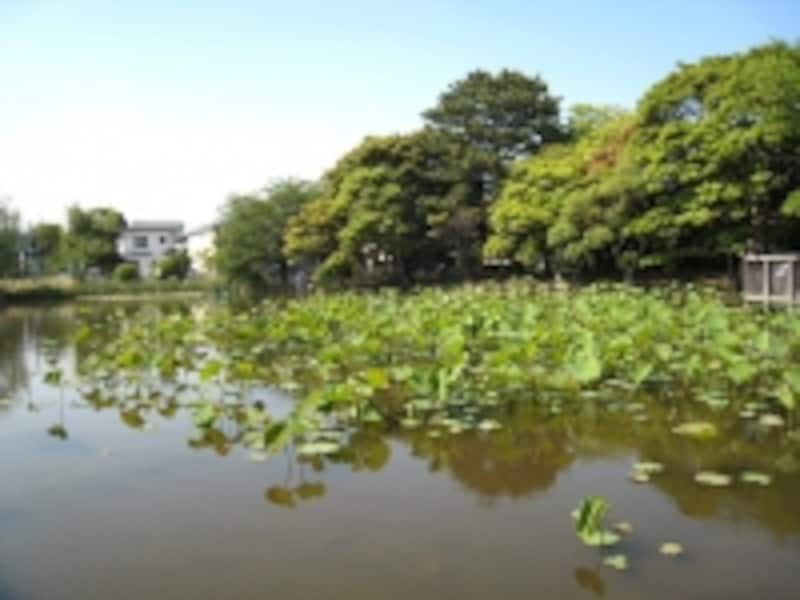 現在残されている沼は2つ。こちらは駅から遠い、蓮で知られる沼。沼の上に張り出した遊歩道があり、子どもたちが釣りをしていた