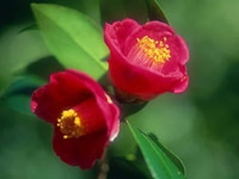 ツバキやサザンカなども人気