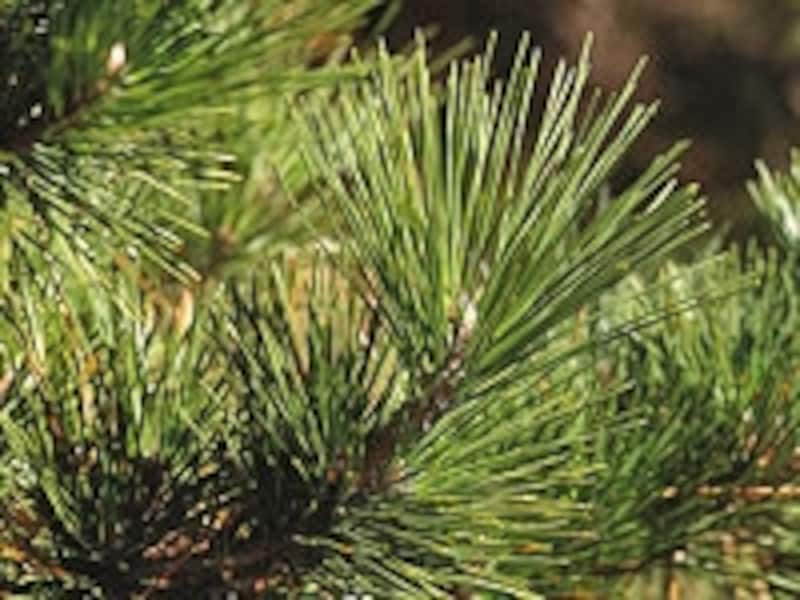 マツは独特の手入れが必要