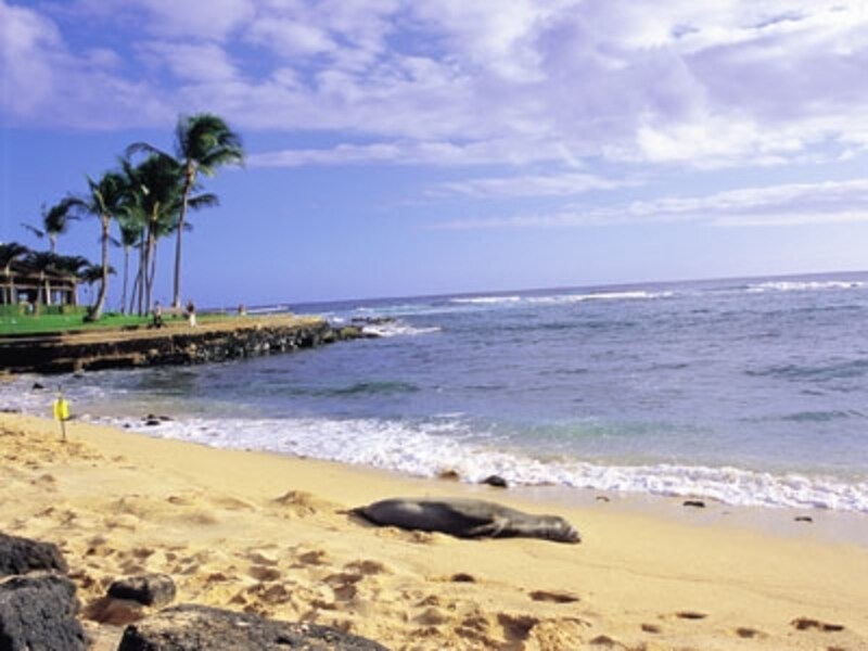 ポイプビーチで日光浴するハワイアンモンクシール（画像協力：ハワイ州観光局）