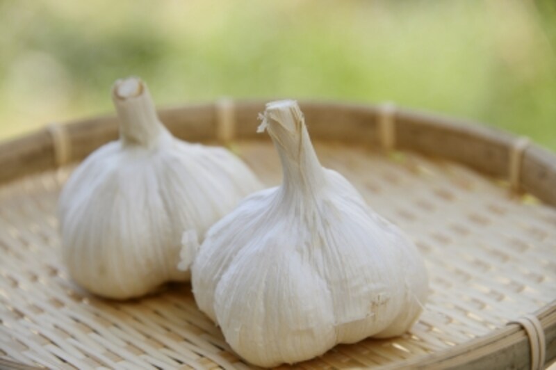 ニンニクはユリ科の植物。プランターでも簡単に育てられます