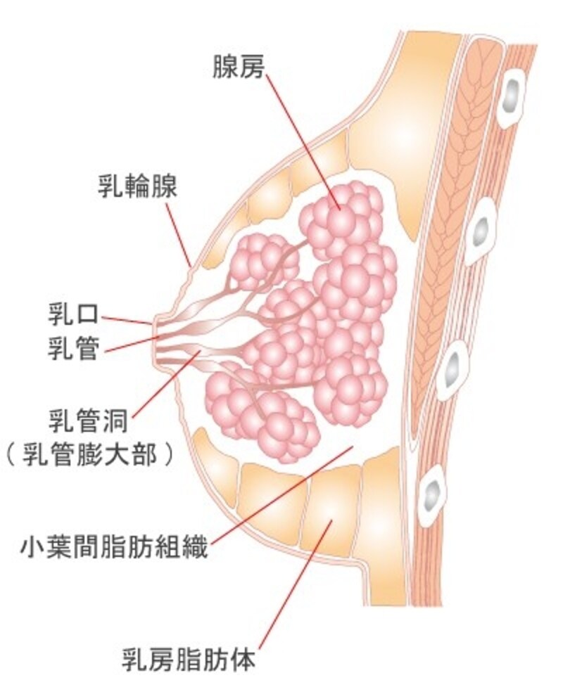 正常乳房メージ