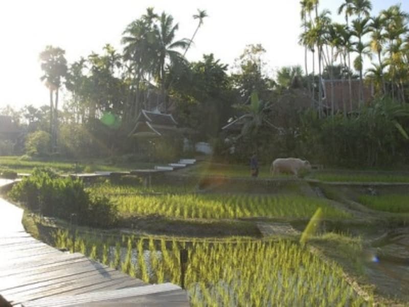 昔ながらののどかな田園風景が残るチェンマイ(c)yoko sakamoto