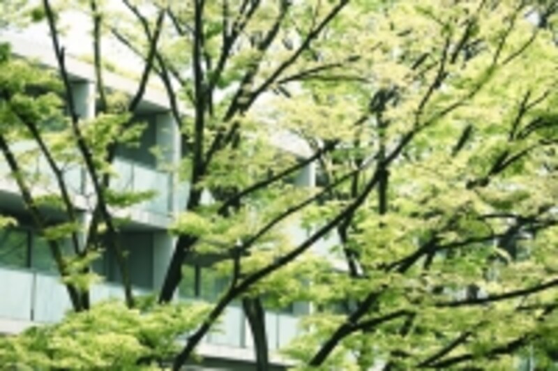 バルコニー前に木々が茂っていると室内が暗いかも…
