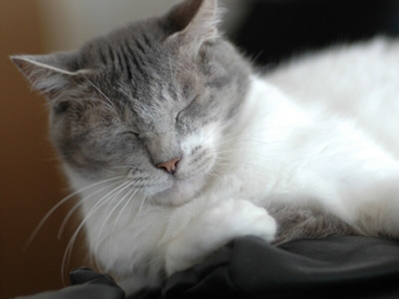 「あなたがそばにいてくれてわたしは幸せよ」というゴロゴロ